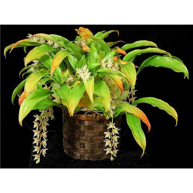 Pholidota chinensis - Orchids for the People