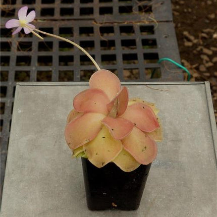Pinguicula Pirouette - Orchids for the People