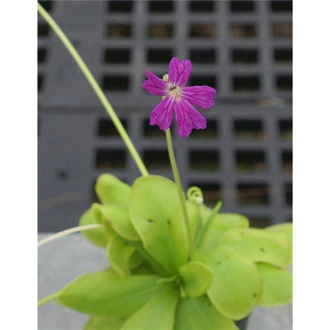 Pinguicula laueana x emarginata - Orchids for the People