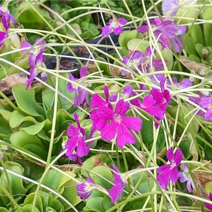 Pinguicula laueana x emarginata - Orchids for the People