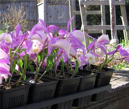 Pleione formosana - Orchids for the People