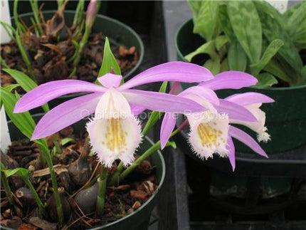 Pleione formosana - Orchids for the People