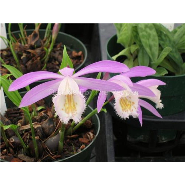Pleione formosana - Orchids for the People