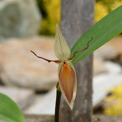 Pleurothallis hemirhoda - Orchids for the People