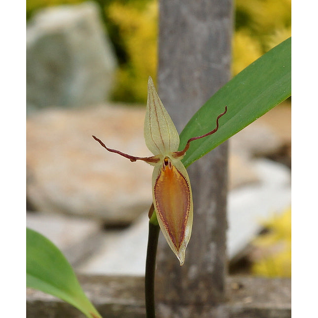 Pleurothallis hemirhoda - Orchids for the People