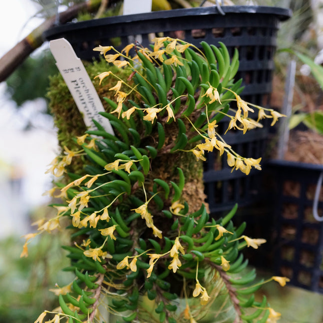 Pleurothallis leptotifolia - Orchids for the People