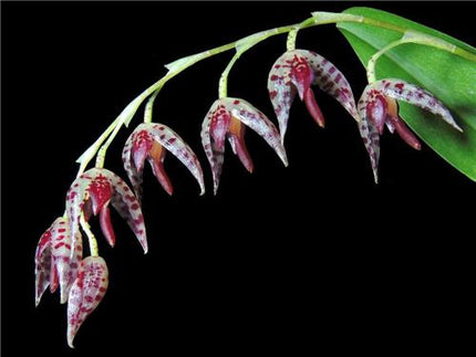 Pleurothallis restrepioides 'Dragonstone' - Orchids for the People
