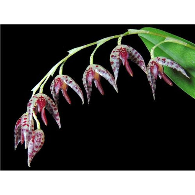 Pleurothallis restrepioides 'Dragonstone' - Orchids for the People