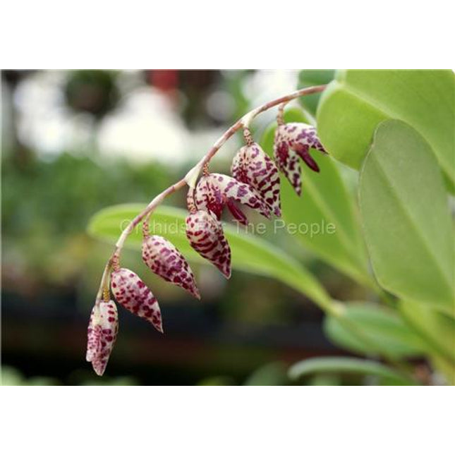 Pleurothallis restrepioides 'Dragonstone' - Orchids for the People