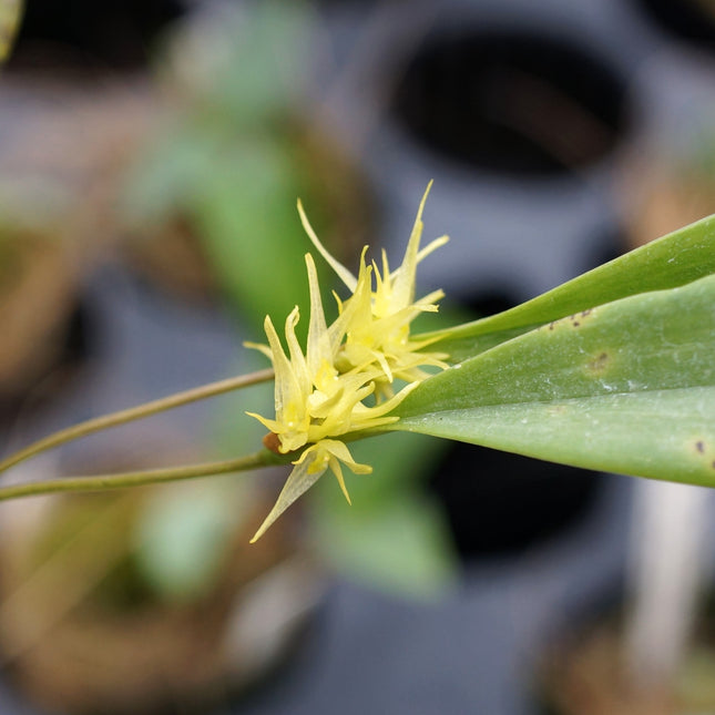 Pleurothallis ruscifolia - Orchids for the People
