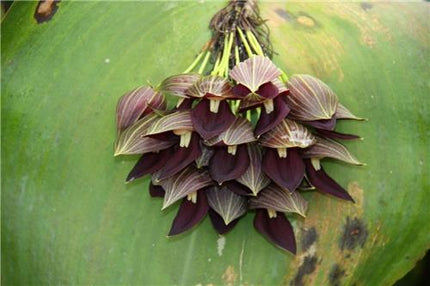 Pleurothallis teageui - Orchids for the People