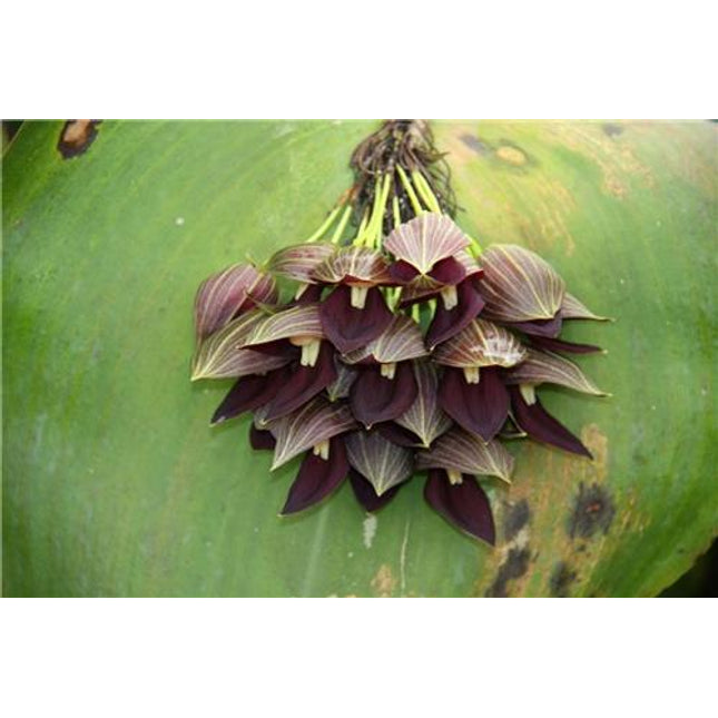 Pleurothallis teageui - Orchids for the People