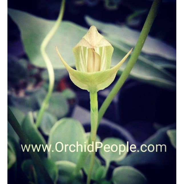 Pterostylis curta - Orchids for the People