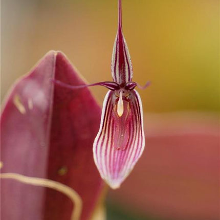Restrepia brachypus - Orchids for the People