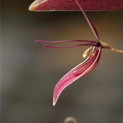 Restrepia brachypus - Orchids for the People