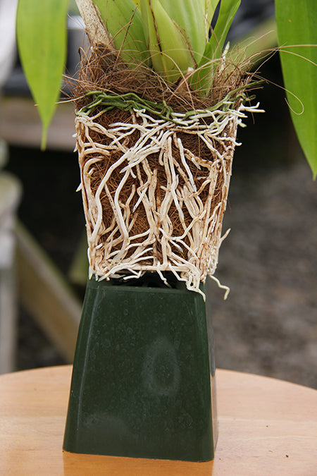 coconut fibre for pot plants Coconut Fiber for Potting and Mounting – Orchids for the People