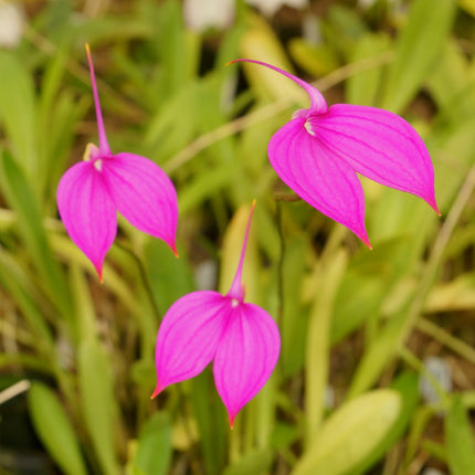 Masdevallia coccinea 'Royal Purple' - Orchids for the People