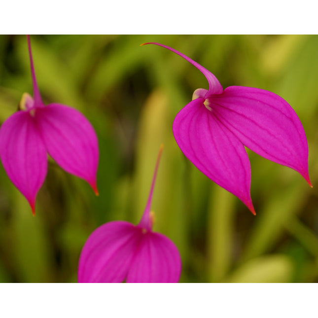 Masdevallia coccinea 'Royal Purple' - Orchids for the People