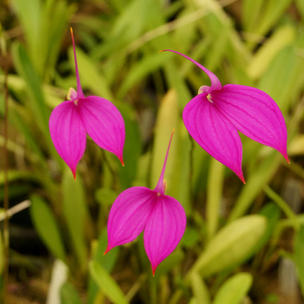 Masdevallia coccinea 'Royal Purple' - Orchids for the People