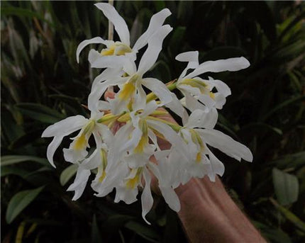 Laelia superbiens alba (syn Schomburgkia superbiens alba) - Orchids for the People