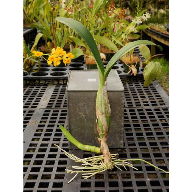 Laelia superbiens alba (syn Schomburgkia superbiens alba) - Orchids for the People