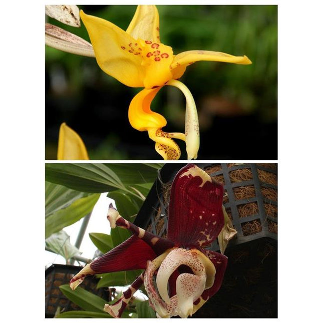 Stanhopea (jenischiana x tigrina) - Orchids for the People