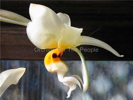 Stanhopea embreei - Orchids for the People