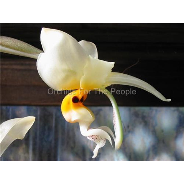 Stanhopea embreei - Orchids for the People