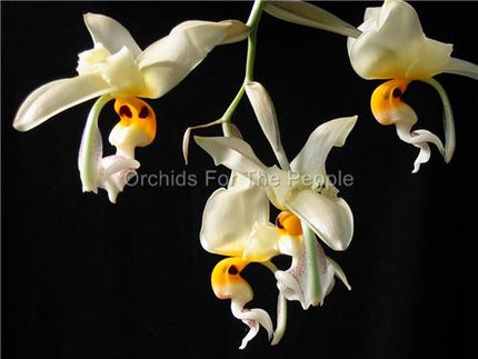 Stanhopea embreei - Orchids for the People