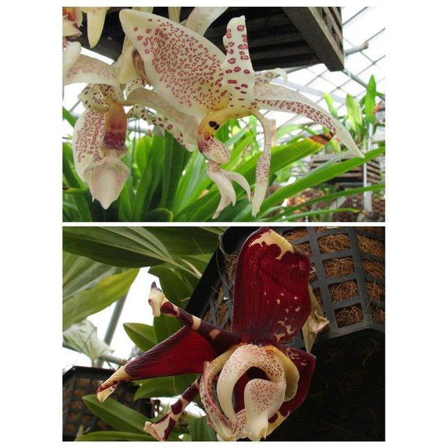 Stanhopea (oculata x tigrina v. nigroviolacea) - Orchids for the People