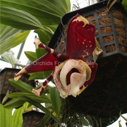 Stanhopea (oculata x tigrina v. nigroviolacea) - Orchids for the People