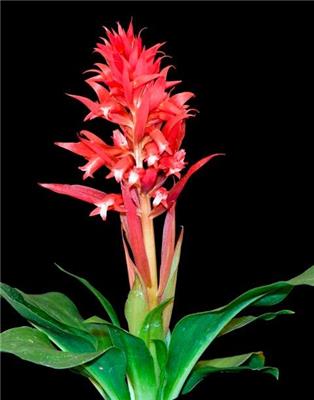 Stenorrhynchos speciosum - Orchids for the People