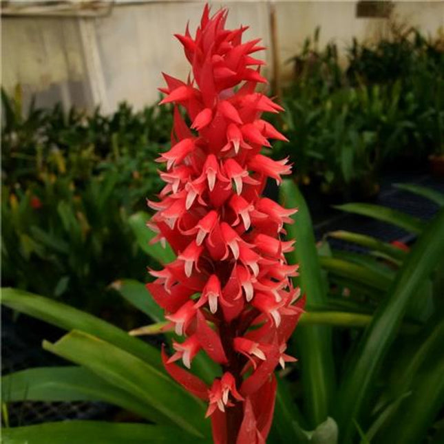 Stenorrhynchos speciosum - Orchids for the People