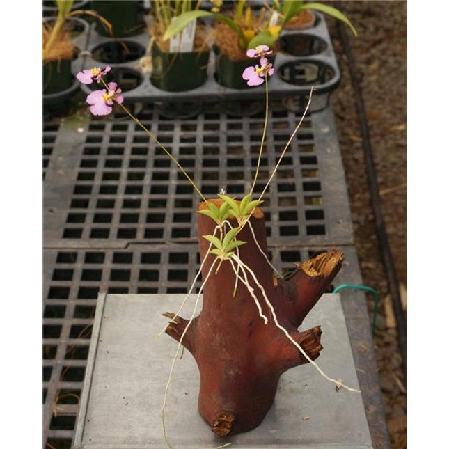 Tolumnia hawkesiana x T triquetra - Orchids for the People