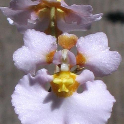 Tolumnia hawkesiana x T triquetra - Orchids for the People