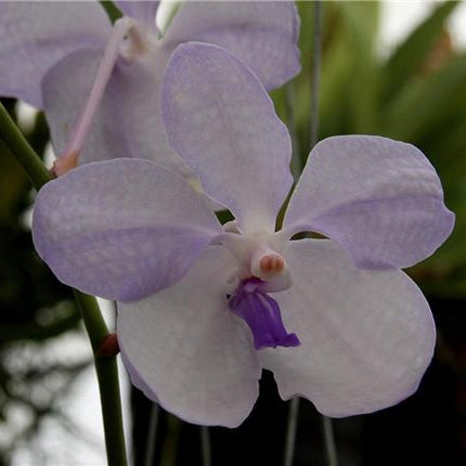 Vanda coerulea - Orchids for the People