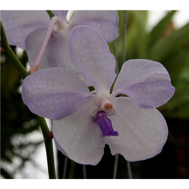 Vanda coerulea - Orchids for the People