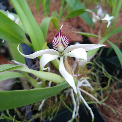 Anacheilium chimborazoense - Orchids for the People