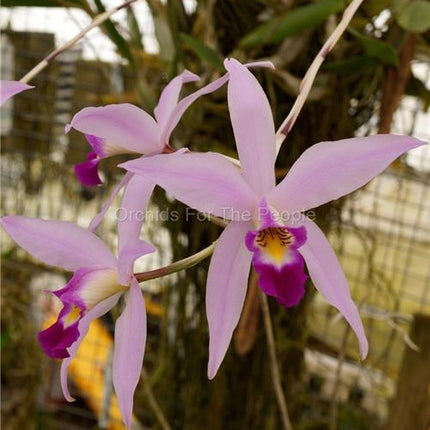 Laelia anceps - Orchids for the People