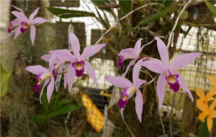 Laelia anceps - Orchids for the People