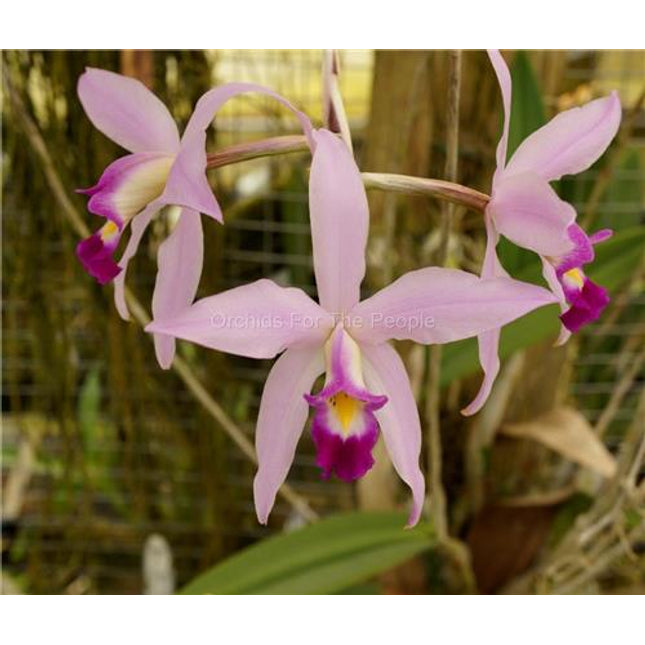 Laelia anceps - Orchids for the People