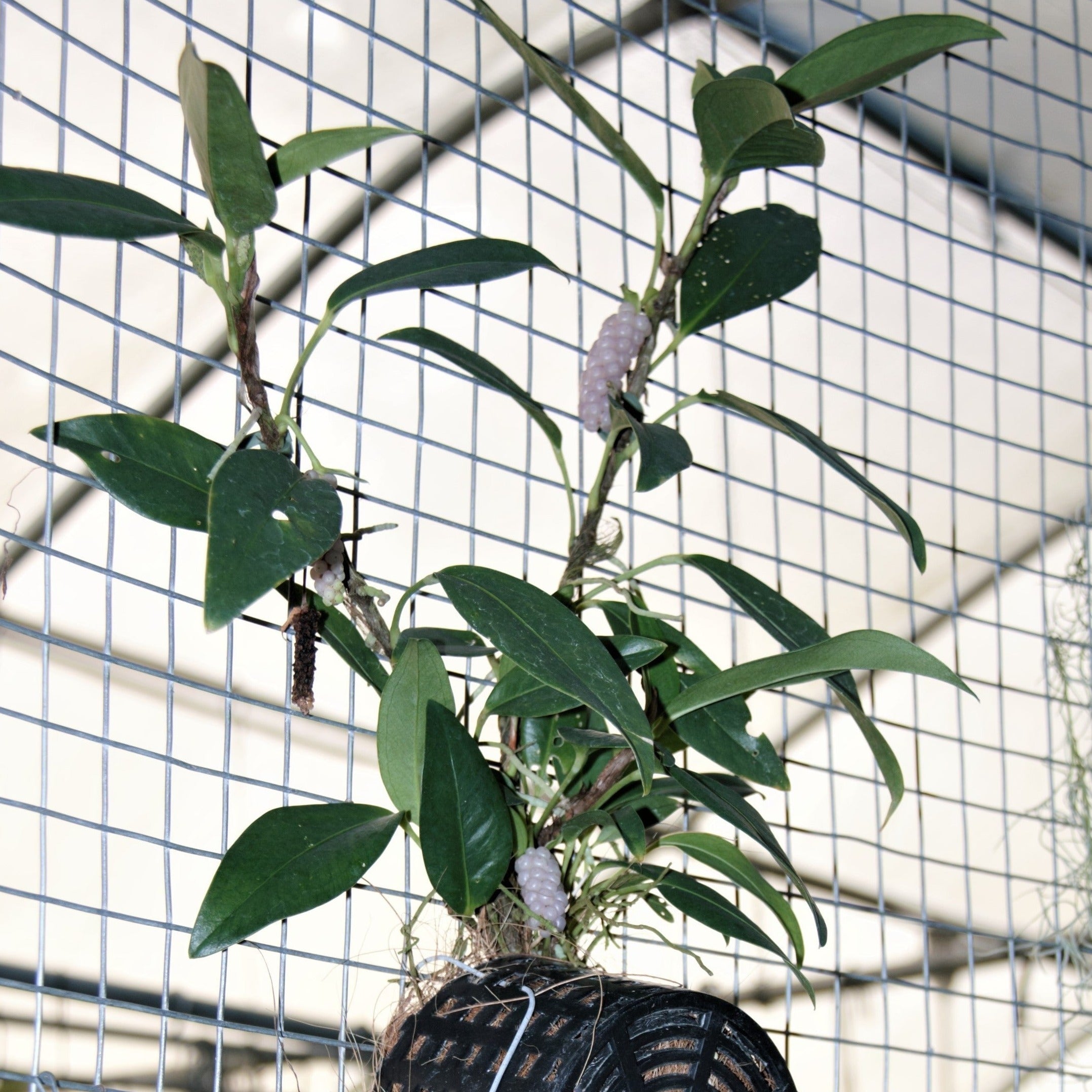 anthurium scandens edible Anthurium scandens
