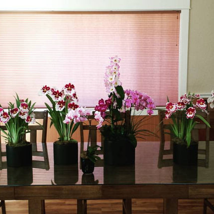 1 Hr Home Consultation - Orchids for the People