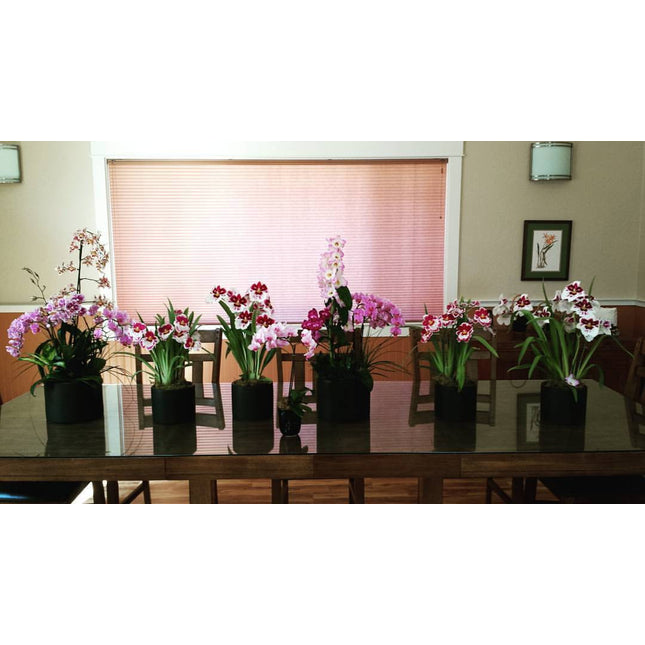 1 Hr Home Consultation - Orchids for the People