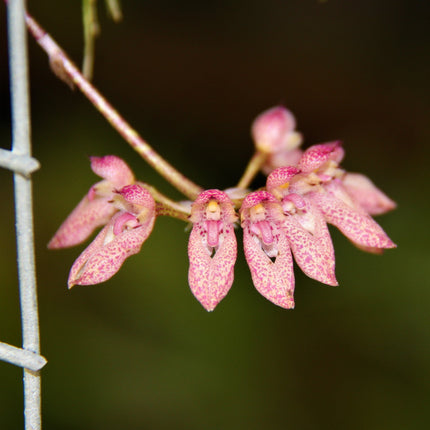 Bulbophyllum dentiferum - Orchids for the People