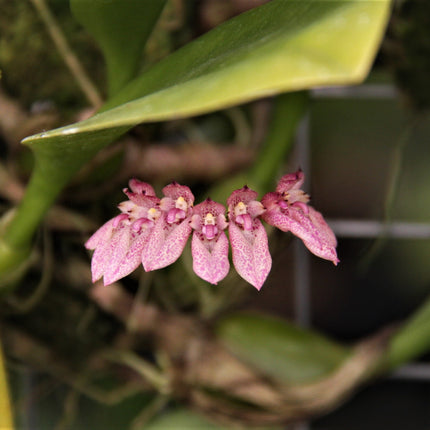 Bulbophyllum dentiferum - Orchids for the People