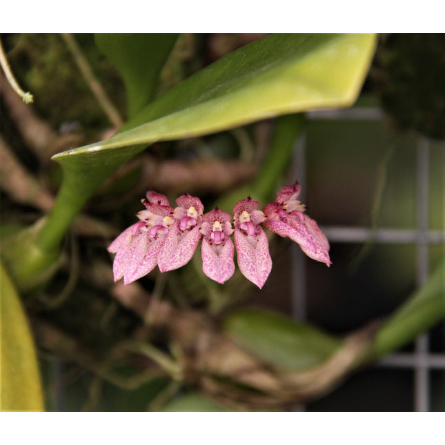 Bulbophyllum dentiferum - Orchids for the People