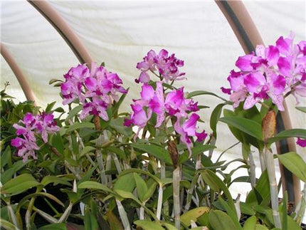 Cattleya Interglossa - Orchids for the People