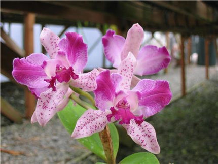 Cattleya Interglossa - Orchids for the People