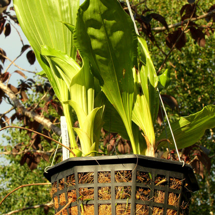 Coconut Fiber for Potting and Mounting - Orchids for the People